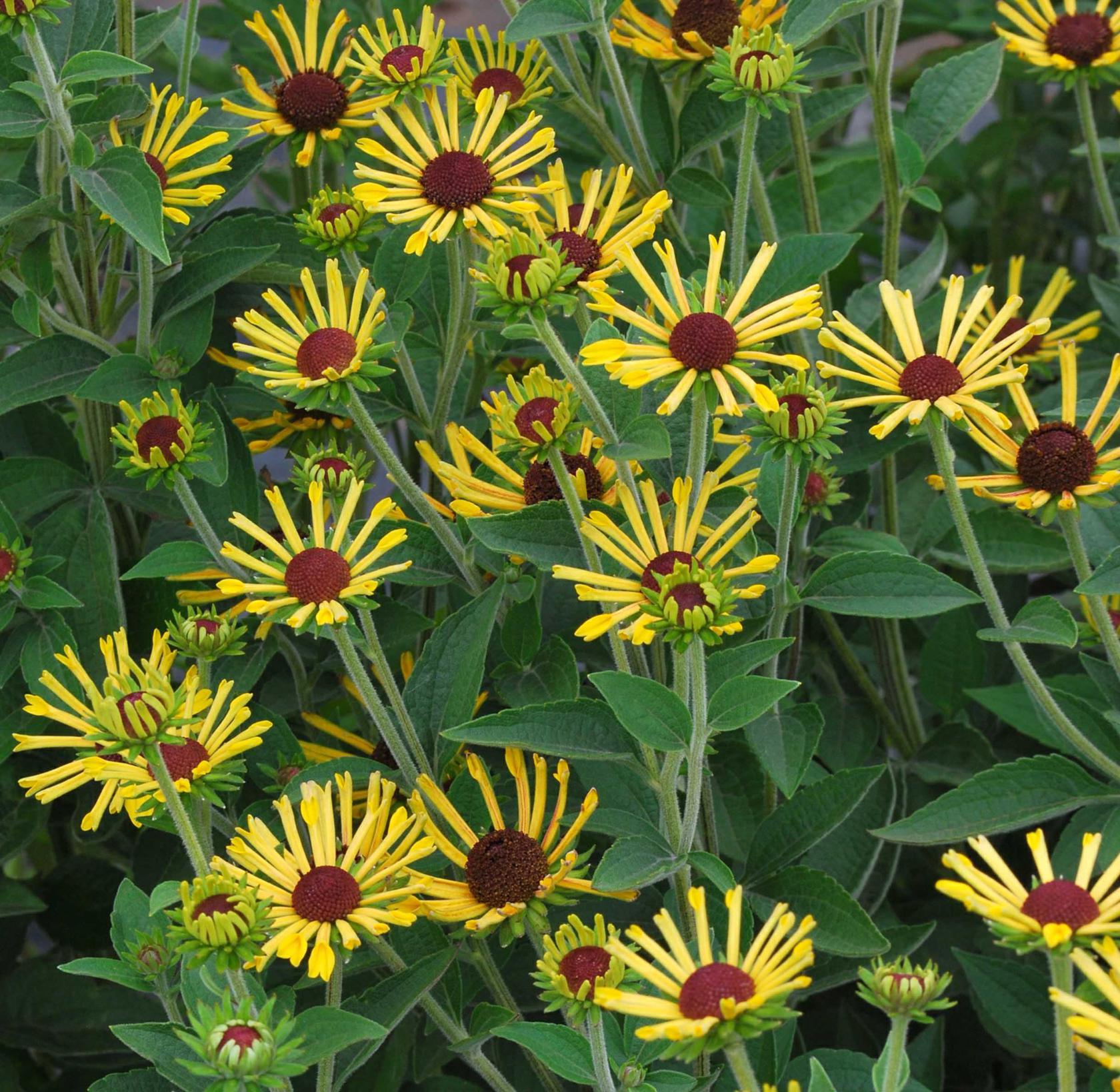 Rudbeckia subtomentosa 'Little Henry' (S)