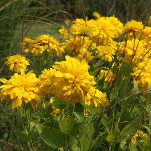 Rudbeckia laciniata 'Goldquelle'