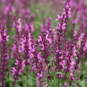 Salvia nemorosa 'Katsjing'