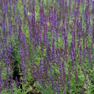Salvia nemorosa 'Blaukönigin'