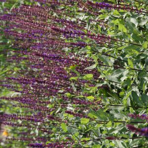 Salvia nemorosa 'Caradonna''