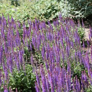 Salvia nemorosa 'Ostfriesland'