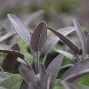 Salvia officinalis 'Purpurascens'
