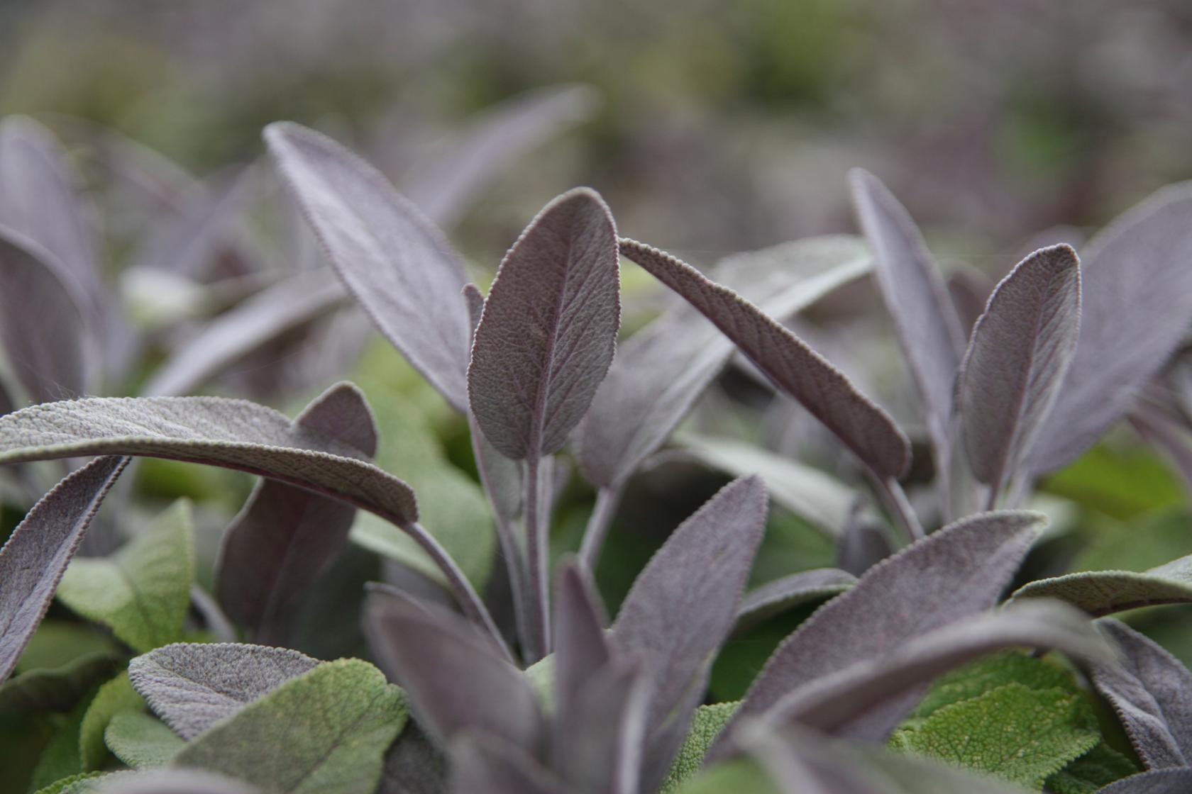 Salvia officinalis 'Purpurascens'