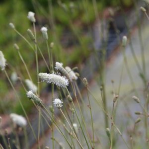 Sanguisorba tenuifolia 'Burr Blanc'
