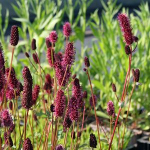 Sanguisorba officinalis