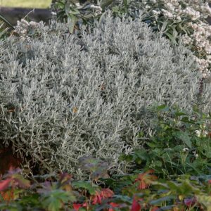 Santolina chamaecyparissus