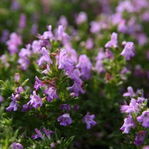 Satureja montana ssp.illyrica