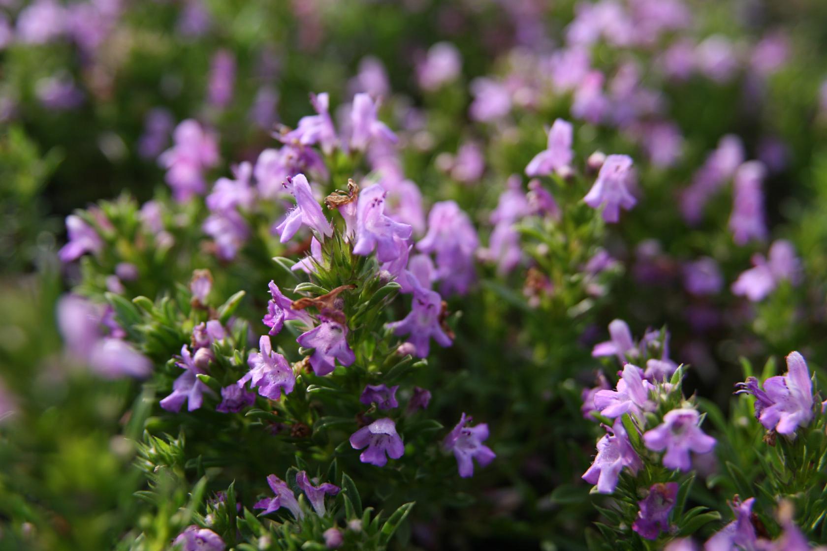 Satureja montana ssp.illyrica