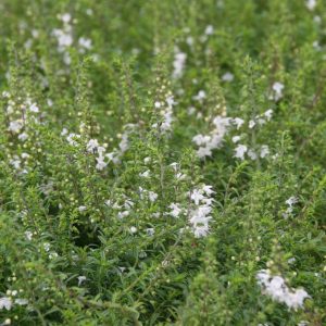 Satureja spicigera 'Federweißer'