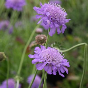 Scabiosa columbaria 'Butterfly Blue'