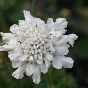 Scabiosa columbaria 'Flutter Pure White '(S)