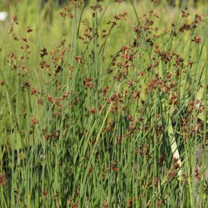 Schoenoplectus lacustris