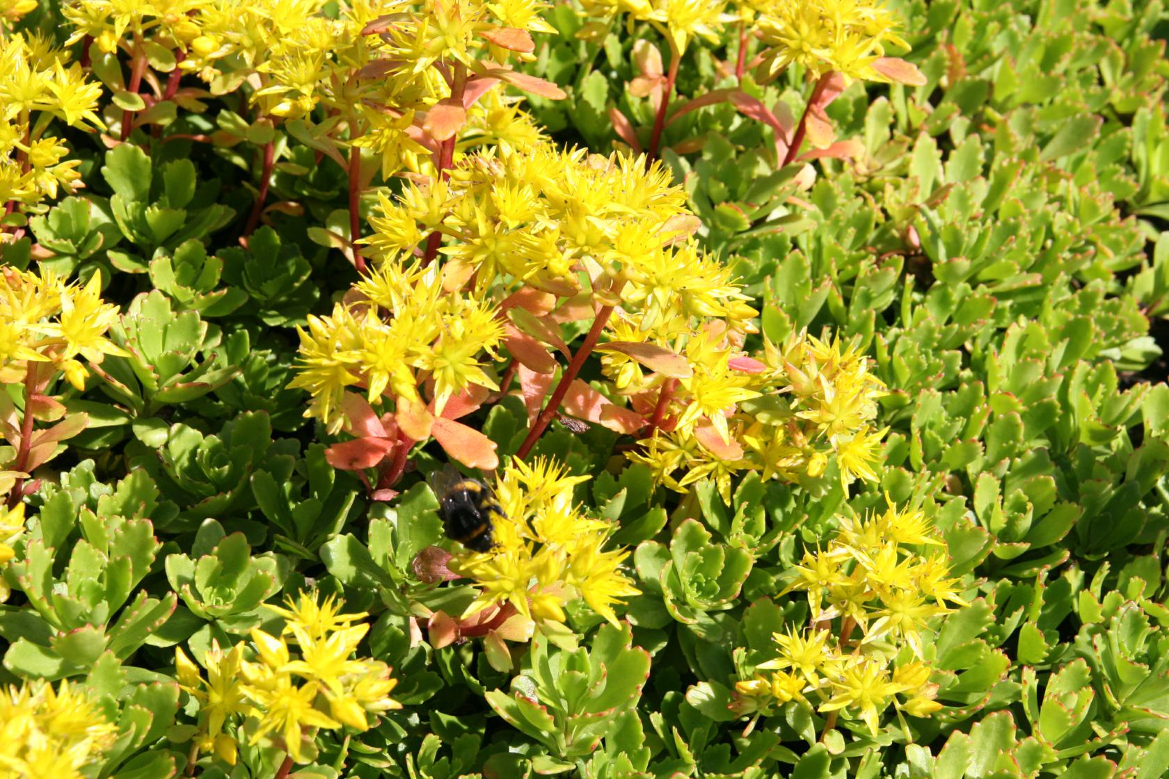 Sedum hybridum 'Immergrünchen'