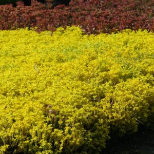Sedum acre