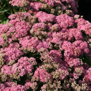 Sedum spectabile 'Carl'