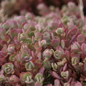 Sedum ewersii