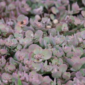 Sedum cauticola 'Lidakense'