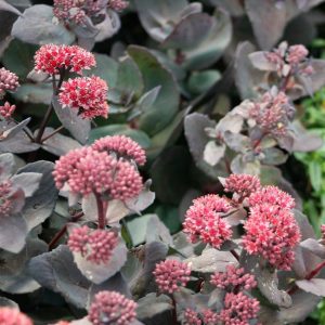 Sedum telephium 'José Aubergine'(S)