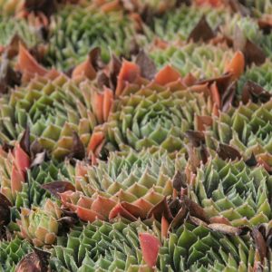 Sempervivum x cult. Big Sam 'Power Grenade'