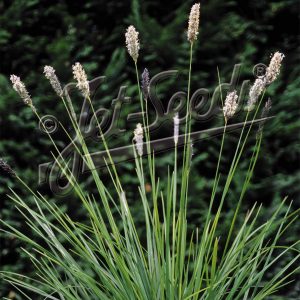 Sesleria autumnalis