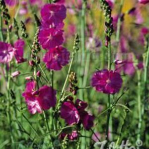 Sidalcea malviflora 'Partygirl'