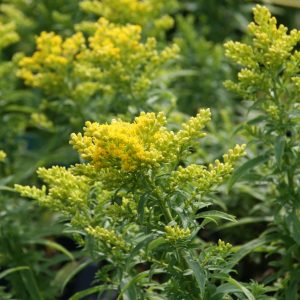 Solidago x cultorum 'Laurin'