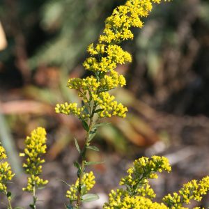 Solidago shortii 'Solar Cascade'