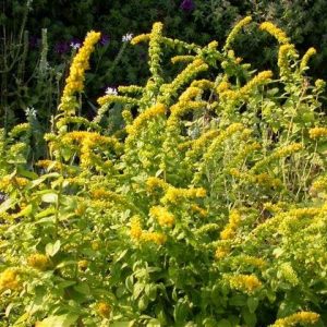 Solidago sphacelata 'Golden Fleece'