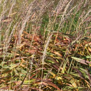 Spodiopogon sibiricus 'West Lake'