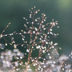 Sporobolus heterolepis