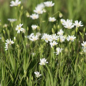 Stellaria holostea