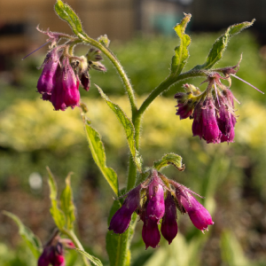 Symphytum officinale 'Moulin Rouge'