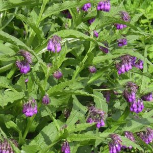 Symphytum officinale