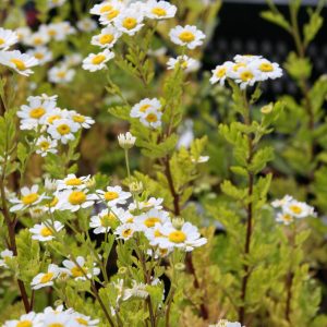 Tanacetum parthenium