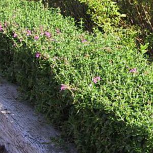 Teucrium x lucidrys