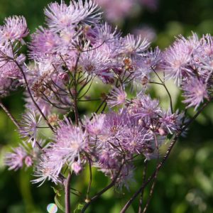 Thalictrum aquilegifolium