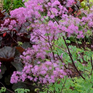 Thalictrum aquilegifolium 'Black Stockings'