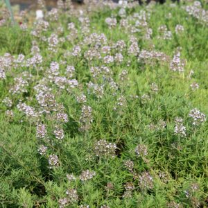 Thymus speciosum 'Akazie