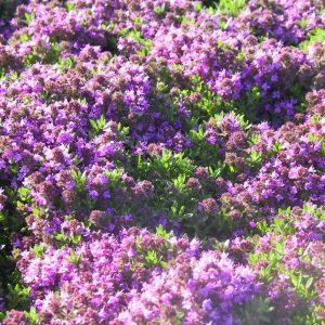 Thymus praecox 'Bressingham Seedling'