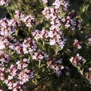 Thymus x cherleroides 'Duftkissen' (S) ®