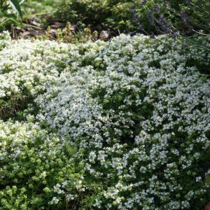 Thymus praecox ' Albiflorus'