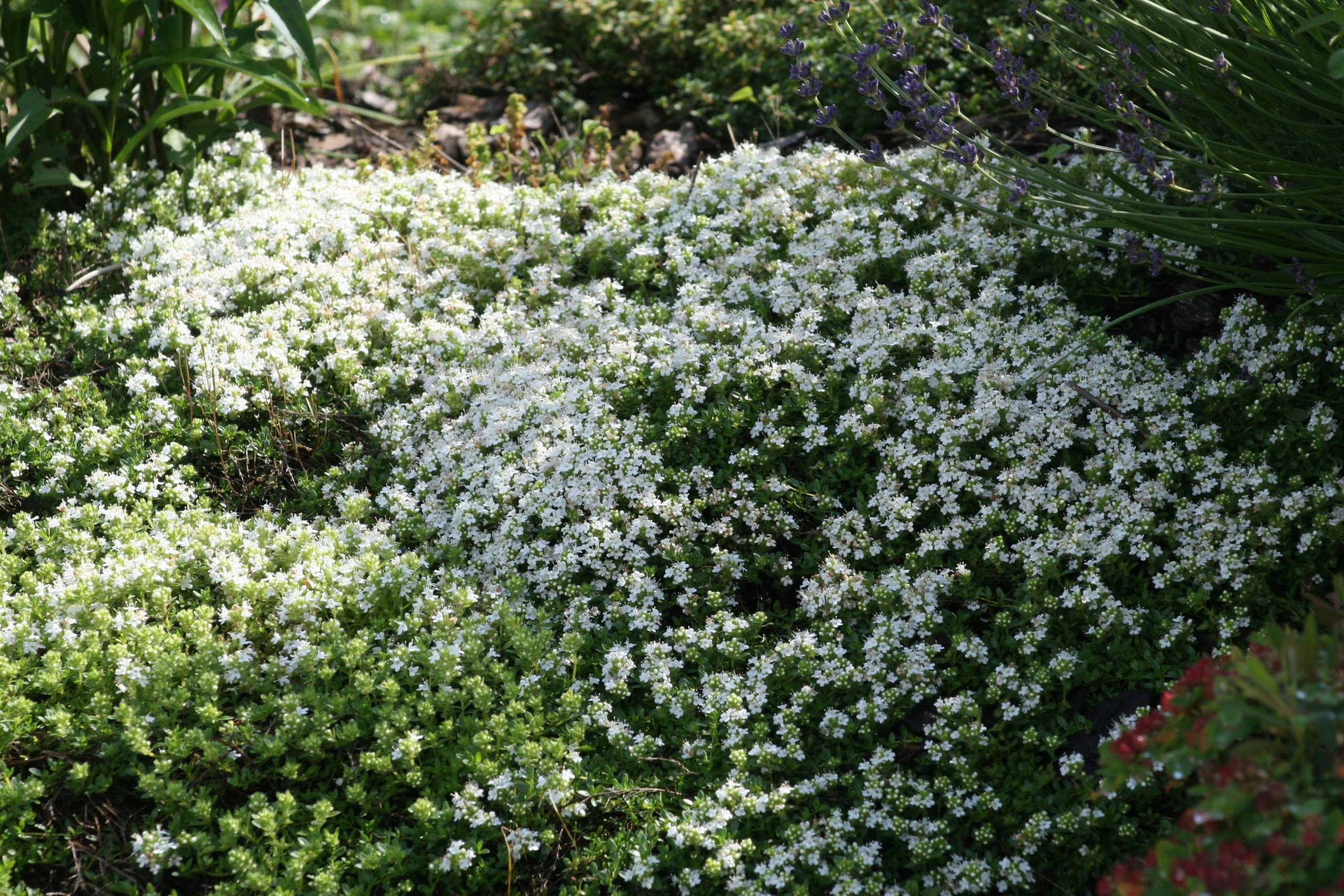 Thymus praecox ' Albiflorus'
