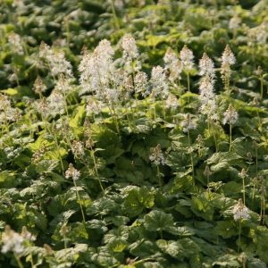 Tiarella cordifolia 'Moorgrün'