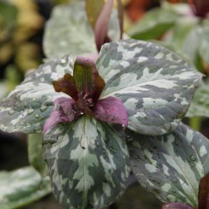 Trillium sessile (syn. cuneatum)