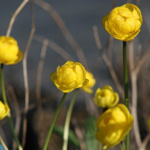Trollius europaeus