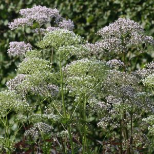 Valeriana officinalis