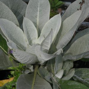 Verbascum bombyciferum