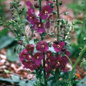 Verbascum phoeniceum 'Violetta'