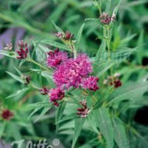 Vernonia fasciculata